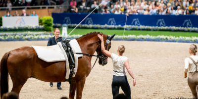 BLOG VW – Best tips to train your vaultinghorse properly